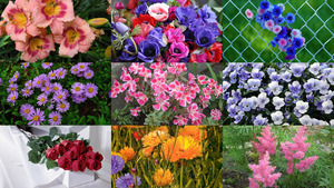 klicke hier, um die Datei herunterzuladen Blumen 24