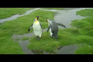 Penguin Dilemma