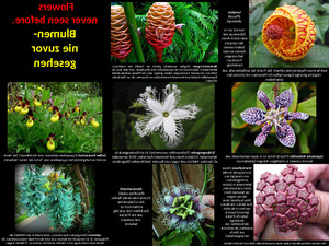 klicke hier, um die Datei herunterzuladen Blumen-Niezuvorgesehen