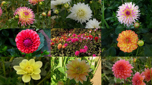 klicke hier, um die Datei herunterzuladen Gorgeous Dahlias - Wunderschöne Dahlien