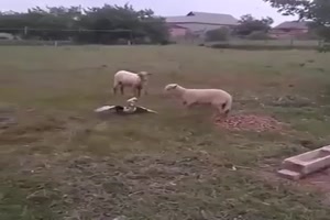 Ente gegen Schaf