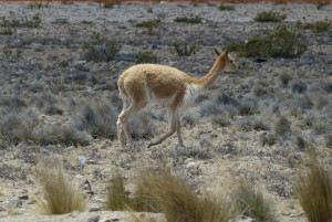 Impressionen aus Peru 1