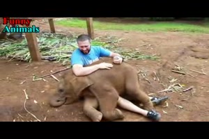 Baby Elephants Videos Compilation 2017.