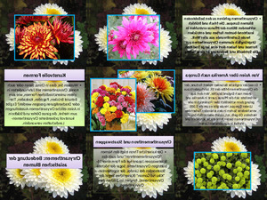klicke hier, um die Datei herunterzuladen Chrysanthemen
