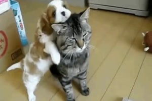 Lustige Tiere