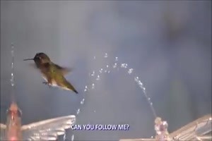 Kolibri beim duschen