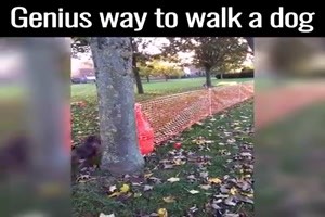 Spiel fuer Hunde