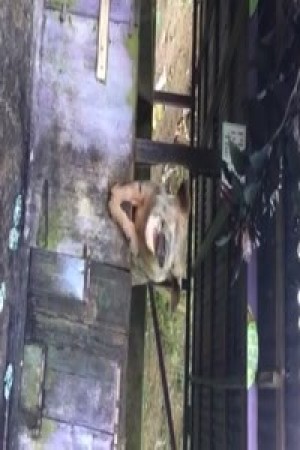 Das Schwein als Genieser