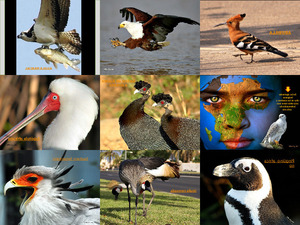 --AVES AFRICANAS--al