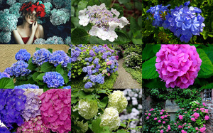 klicke hier, um die Datei herunterzuladen Hydrangeas - Hortensien
