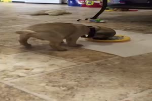 Handstand beim Fressen