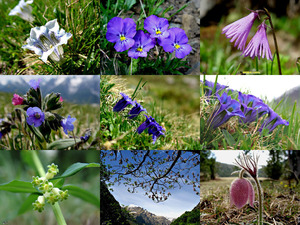 klicke hier, um die Datei herunterzuladen Alpenflora-1 - Alpenblumen 1