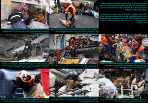 klicke hier, um die Datei herunterzuladen Rescue Dogs in Mexico - Rettungshunde in Mexiko