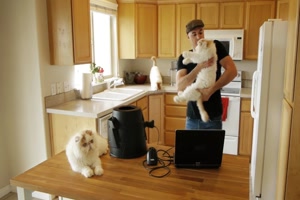 So macht man neue Katzen