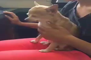 Im nchsten Leben werde ich Hund