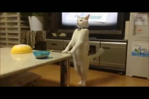 Katzen