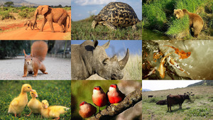 klicke hier, um die Datei herunterzuladen Tiere allerlei 11