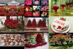 Weihnachtssterne-.pps auf www.funpot.net