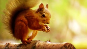 Samen essen