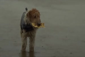 Lottogewinn doch noch gerettet Dank des tollen Vierbeiner's