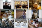 Hübsche-Katzen.pps auf www.funpot.net