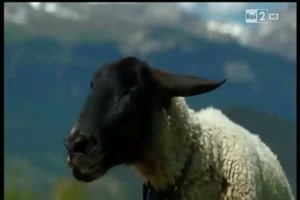 jodelndes Schaf