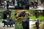 Bagheera-Panter---Panther.ppsx auf www.funpot.net