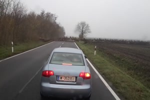 Hirsche berqueren die Landstrasse in Udvar (Ungarn)