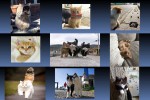 Hübsche-Katzen-2.pps auf www.funpot.net