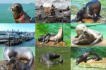 Seelöwen-Babys.pps auf www.funpot.net