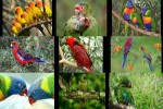 Papageien.ppsx auf www.funpot.net