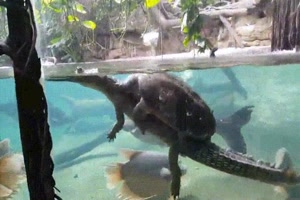 Faule Schildkrte