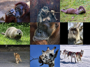 klicke hier, um die Datei herunterzuladen Bilder-Galerie vom 08112017 8 Tiere
