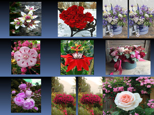 klicke hier, um die Datei herunterzuladen Beautyful Flower 6