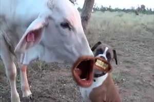 Lustige Tiere
