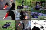 Black-Swans---Schwarze-Schwäne.ppsx auf www.funpot.net