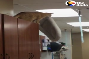 Katze macht einen verr�ckten Sprung