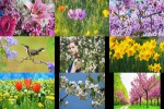 Frühling-24.ppsx auf www.funpot.net