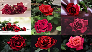 klicke hier, um die Datei herunterzuladen Für Sie liebe Damen, diese roten Rosen