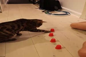 Sehr kluge Katze