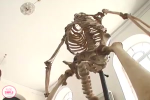 Skeleton of Ancient Man