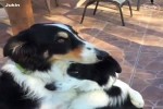 Tierliebe.mp4 auf www.funpot.net