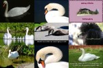 Der-Höckerschwan.pps auf www.funpot.net