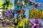 Wisterias---Glyzinien.ppsx auf www.funpot.net