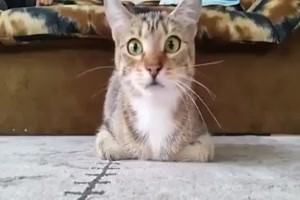 Katze schaut Horrorfilm