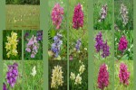 Heimische-Orchideen-1.ppsx auf www.funpot.net