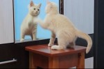 Tiere-vor-dem-Spiegel.mp4 auf www.funpot.net