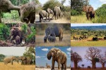 Elephants-1---Elefanten-1.ppsx auf www.funpot.net