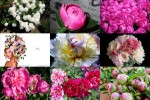 Peonies---Pfingstrosen.ppsx auf www.funpot.net