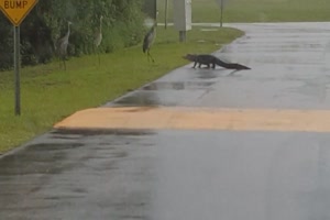 Keine Angst vor dem Alligator